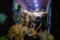 Aktivitas pengangkutan porang di Desa Cilimus, Kecamatan Teluk Pandan, Kabupaten Pesawaran, Lampung. Foto: kabarindonesia.co