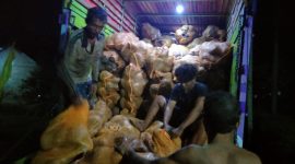 Aktivitas pengangkutan porang di Desa Cilimus, Kecamatan Teluk Pandan, Kabupaten Pesawaran, Lampung. Foto: kabarindonesia.co