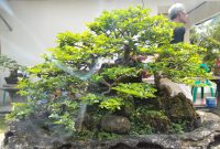 Bonsai Jeruk Kinkit salah satu koleksi bonsai milik anggota PPBI Pesawaran. Foto: Ibnu Khotomi, kabarindonesia.co