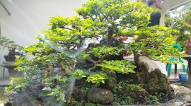 Bonsai Jeruk Kinkit salah satu koleksi bonsai milik anggota PPBI Pesawaran. Foto: Ibnu Khotomi, kabarindonesia.co