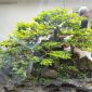 Bonsai Jeruk Kinkit salah satu koleksi bonsai milik anggota PPBI Pesawaran. Foto: Ibnu Khotomi, kabarindonesia.co