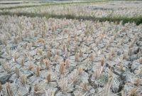 Akibat El Nino tahun 2023, sawah di Desa Hurun, Kecamatan Teluk Pandan, Kabupaten Pesawaran, Lampung retak-retak. Foto: Agus Guntoro, kabarindonesia.co