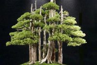 Bonsai Goshin 