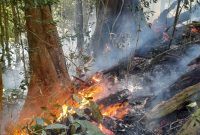 Kebarakaran yang terjadi pada Hutan Register 44 B di Pekon Sukapura, Kecamatan Sumberjaya, Kabupaten Lampung Barat. Kebakaran terjadi mulai Minggu (29/10/2023) hingga hari ini Selasa (31/10/2023).