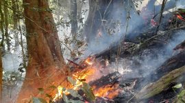 Kebarakaran yang terjadi pada Hutan Register 44 B di Pekon Sukapura, Kecamatan Sumberjaya, Kabupaten Lampung Barat. Kebakaran terjadi mulai Minggu (29/10/2023) hingga hari ini Selasa (31/10/2023).