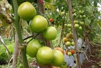 Buah tomat yang kini membuat petaninya di Lampung Barat menanggung keuntungan besar. Foto: Haeruel Abadi, Kabar Indonesia.