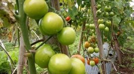 Buah tomat yang kini membuat petaninya di Lampung Barat menanggung keuntungan besar. Foto: Haeruel Abadi, Kabar Indonesia.