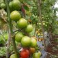 Buah tomat yang kini membuat petaninya di Lampung Barat menanggung keuntungan besar. Foto: Haeruel Abadi, Kabar Indonesia.