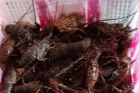Lobster under size (di bawah ukuran) 150 gram yang banyak ditangkap dan diperjualbelikan di Pekon Kota Jawa, Kecamatan Bangkunat, Kabupaten Pesisir Barat, Provinsi Lampung. Foto: Joni Irawan, Kabarindonesia.co