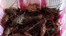 Lobster under size (di bawah ukuran) 150 gram yang banyak ditangkap dan diperjualbelikan di Pekon Kota Jawa, Kecamatan Bangkunat, Kabupaten Pesisir Barat, Provinsi Lampung. Foto: Joni Irawan, Kabarindonesia.co