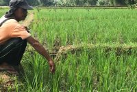 Hasandi, petani sawah di Kabupaten Lebong di depan sawah miliknya yang terserang wereng dan kering akibat irigasi Embong Kanan rusak pada Senin (29/1/2024). Foto: N. Sastro, kabarindonesia.co