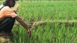 Hasandi, petani sawah di Kabupaten Lebong di depan sawah miliknya yang terserang wereng dan kering akibat irigasi Embong Kanan rusak pada Senin (29/1/2024). Foto: N. Sastro, kabarindonesia.co