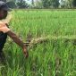 Hasandi, petani sawah di Kabupaten Lebong di depan sawah miliknya yang terserang wereng dan kering akibat irigasi Embong Kanan rusak pada Senin (29/1/2024). Foto: N. Sastro, kabarindonesia.co