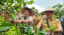 Gubernur Lampung, Arinal Djunaidi didampingi Pj. Bupati Lampung Barat terlihat riang saat melakukan panen kopi arabika di Sekincau, Lampung Barat pada Selasa (30/1/2024). Foto: Haerul Abadi, Kabarindonesia.co