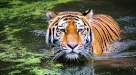 Harimau Sumatera 