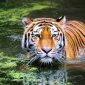 Harimau Sumatera 