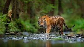 Harimau Sumatera 🐯