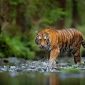 Harimau Sumatera 🐯