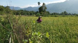 Seorang petani di Kabupaten Lebong sedang melakukan penyemprotan disawahnya pada Selasa (27/2/2024). Foto: Melki Agustian, Kabarindonesia.co