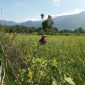 Seorang petani di Kabupaten Lebong sedang melakukan penyemprotan disawahnya pada Selasa (27/2/2024). Foto: Melki Agustian, Kabarindonesia.co