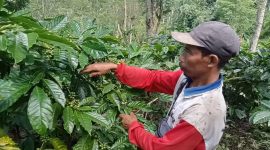 Suherman, petani kopi warga Pekon Tribudi Sukur, Kecamatan Kebun Tebu, Kabupaten Lampung Barat menunjukkan ranting pohon kopi yang dipenuhi gugusan kopi robusta pada Jum'at (1/2/2024). Foto: M. Latif, Kabarindonesia.co