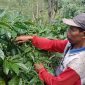 Suherman, petani kopi warga Pekon Tribudi Sukur, Kecamatan Kebun Tebu, Kabupaten Lampung Barat menunjukkan ranting pohon kopi yang dipenuhi gugusan kopi robusta pada Jum'at (1/2/2024). Foto: M. Latif, Kabarindonesia.co