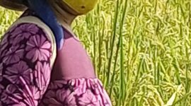 Perempuan petani Desa Tunggang, Kecamatan Lebong Utara, Kabupaten Lebong, Lisnawati sedang melakukan penyemprotan padi di sawah pada Jum'at (29/3/2024). Foto: Melki Agustian, Kabarindonesia.co