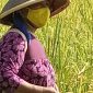 Perempuan petani Desa Tunggang, Kecamatan Lebong Utara, Kabupaten Lebong, Lisnawati sedang melakukan penyemprotan padi di sawah pada Jum'at (29/3/2024). Foto: Melki Agustian, Kabarindonesia.co
