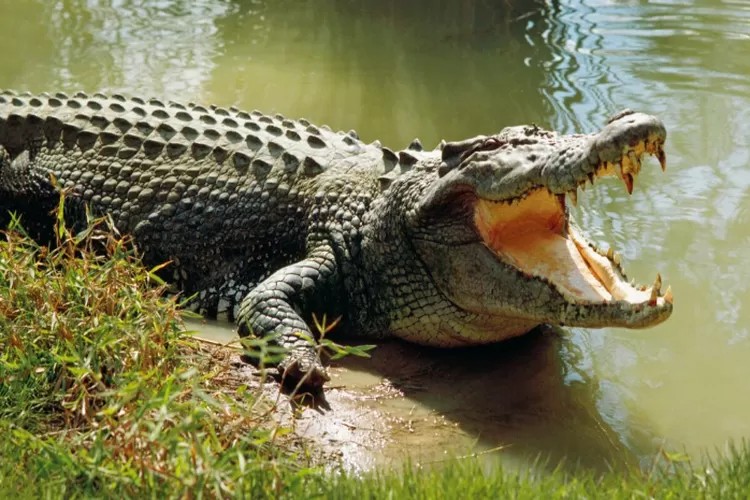 Ilustrasi Buaya