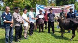 Pemerintah Pekon Biha merealisasikan bantuan berupa indukan sapi kepada kelompok tani, nelayan dan kelompok adat pada, Jum'at (10/05/2024). 