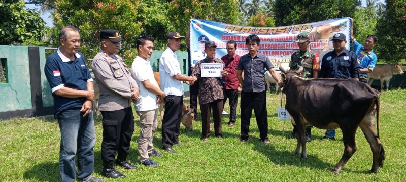 Pemerintah Pekon Biha merealisasikan bantuan berupa indukan sapi kepada kelompok tani, nelayan dan kelompok adat pada, Jum'at (10/05/2024). 