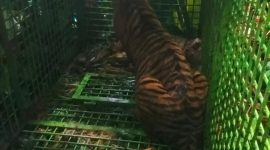 Diduga harimau sumatera penerkam manusia di Suoh berhasil ditangkap. Foto: Dokumentasi Warga