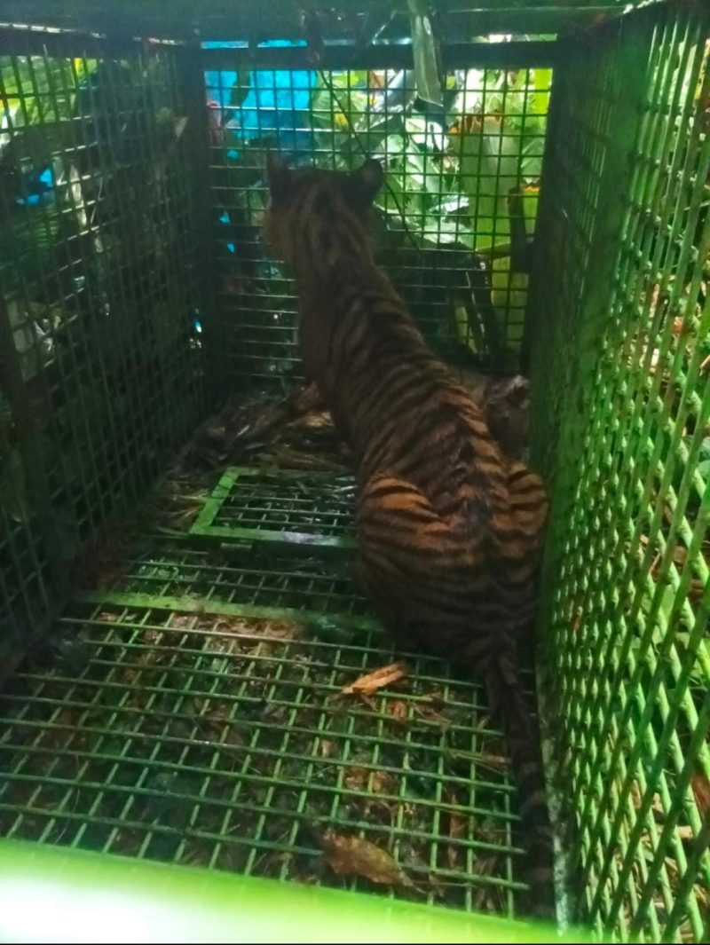 Diduga harimau sumatera penerkam manusia di Suoh berhasil ditangkap. Foto: Dokumentasi Warga