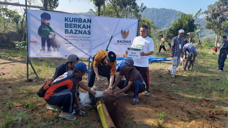 Prosesi Penyemblihan Hewan Qurban, Way Mengaku 19/06/2024